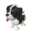 Black Springer Spaniel